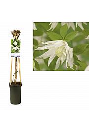 Clematis alpina Albina Plena C2,5 Lit. 40-60 cm