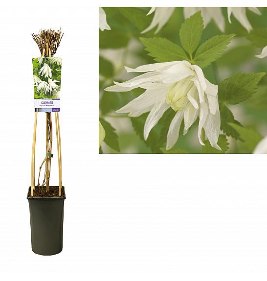 Clematis alpina Albina Plena C2,5 Lit. 40-60 cm