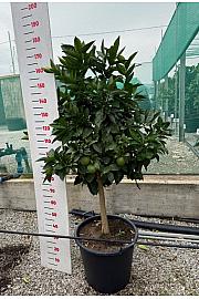 Citrus sinensis Orange Ø50 Na steblu 60 cm