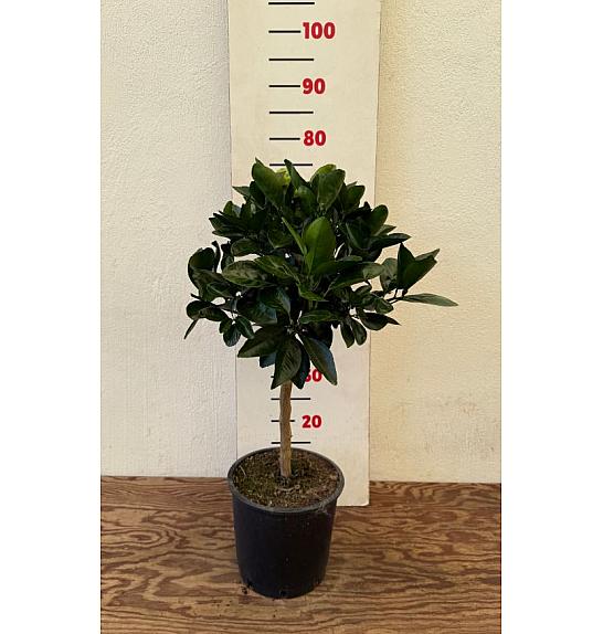 Citrus sinensis Orange Ø20 Na steblu 30 cm