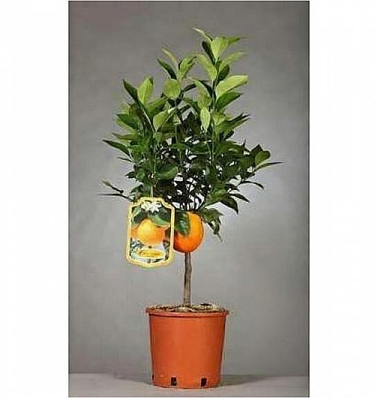 Citrus sinensis Ø18 mix Na Steblu 20 cm