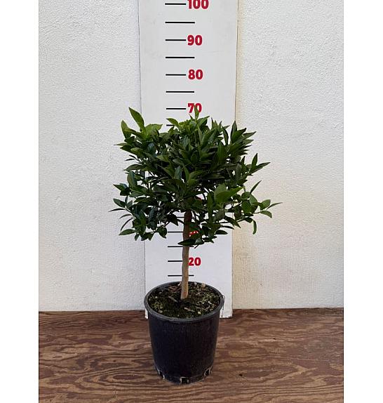 Citrus reticulata Mandarina Ø20 Na steblu 30 cm