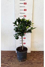 Citrus sinensis Mandarina Ø18 Na steblu 20 cm