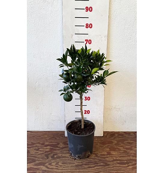 Citrus sinensis Mandarina Ø18 Na steblu 20 cm