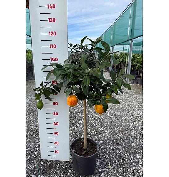 Citrus sinensis Limon Rosso Ø24 Na steblu 50 cm
