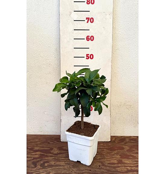 Citrus sinensis Limon Ø14x14 Na steblu 15 cm