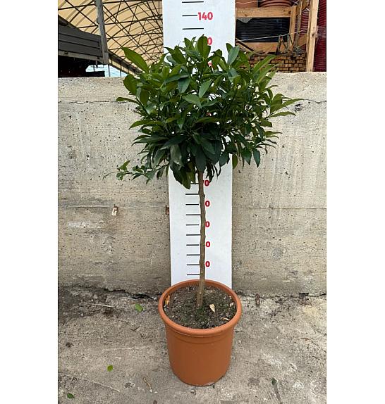Citrus sinensis Kumquat Ø30 Na steblu 50 cm