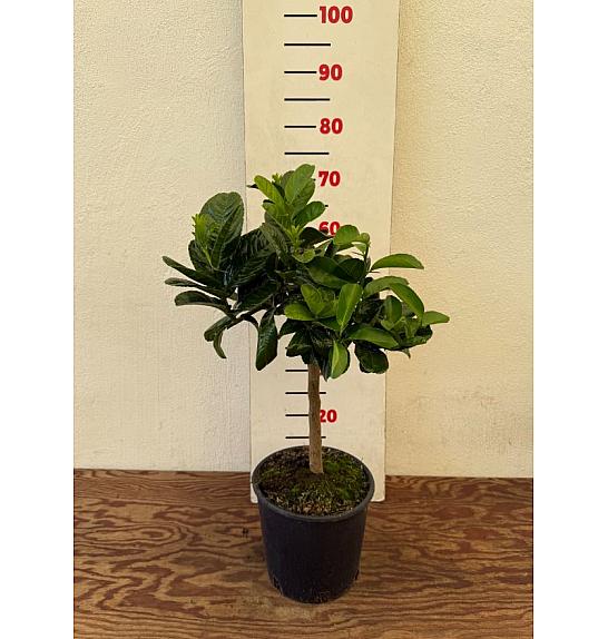 Citrus sinensis Buda´s Hand Ø20 Na steblu 30 cm