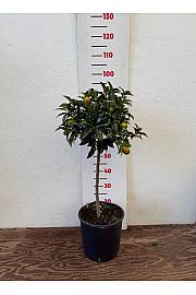 Citrus japonica Kumquat Ø24 Na steblu 50 cm