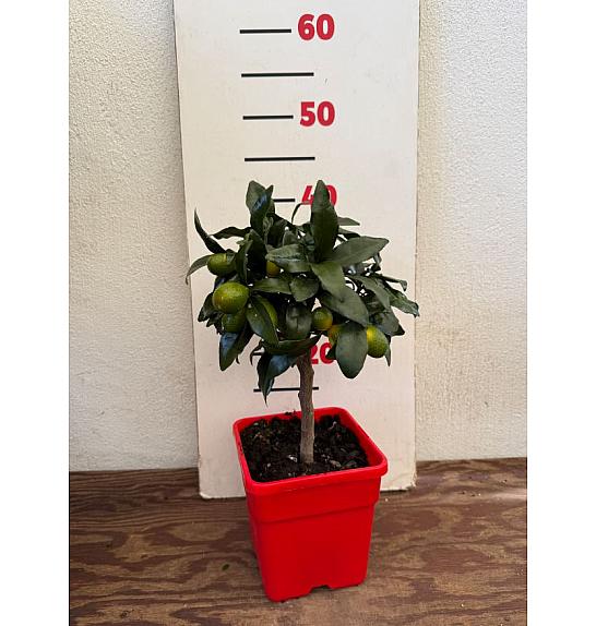 Citrus japonica Kumquat Ø14x14 Na steblu 15 cm