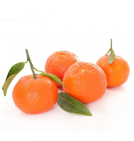 Citrus aurantium Clementina Ø20 Na steblu 30 cm