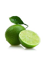 Citrus aurantifolia Lime Ø20 Na steblu 30 cm