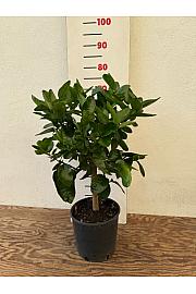 Citrus aurantifolia Lime Verde Ø20 Na steblu 30 cm