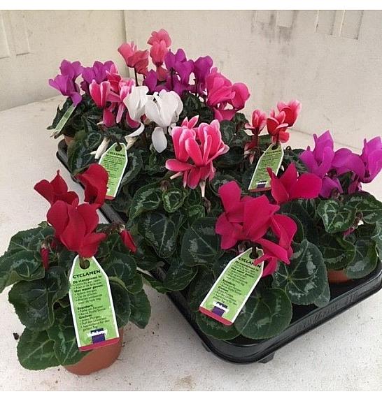 Ciklama Ø 9/10 miks