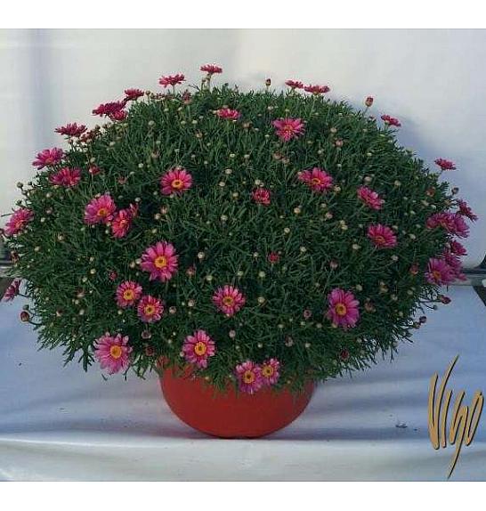 Chrysanthemum frutescens Ø45 mix v barvnem loncu