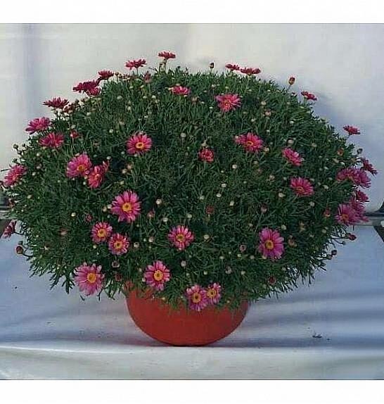 Chrysanthemum frutescens Ø45 mix v barvnem loncu