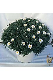 Chrysanthemum frutescens Ø45 bela