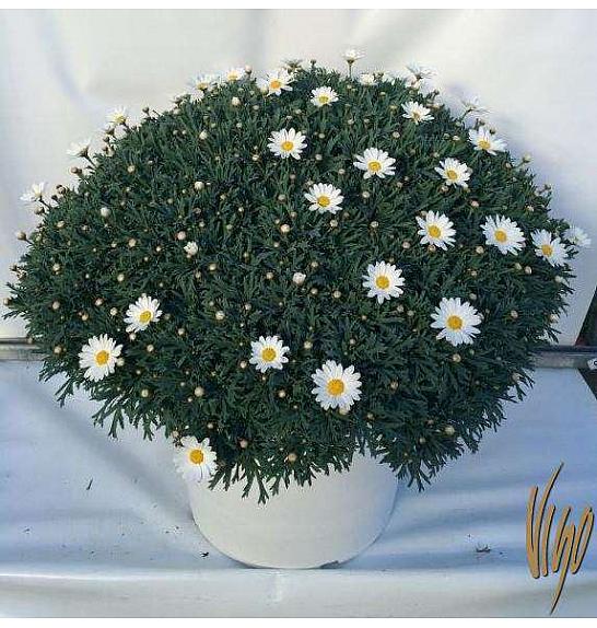 Chrysanthemum frutescens Ø45 bela