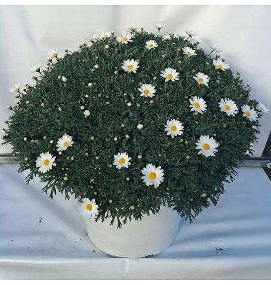 Chrysanthemum frutescens Ø45 bela