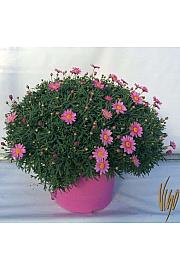 Chrysanthemum frutescens Ø35 mix v barvnem loncu