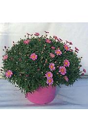 Chrysanthemum frutescens Ø35 mix v barvnem loncu