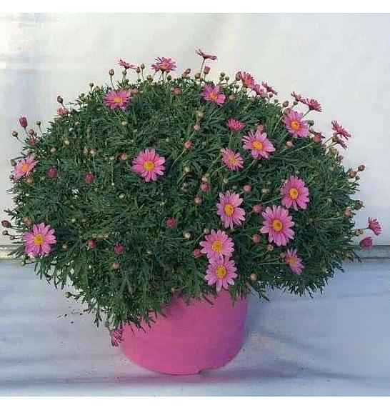 Chrysanthemum frutescens Ø35 mix v barvnem loncu