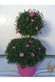 Chrysanthemum frutescens Ø35 mix forma