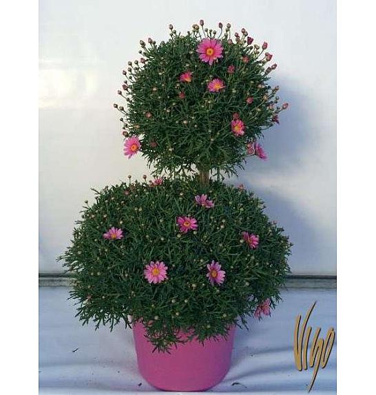 Chrysanthemum frutescens Ø35 mix forma