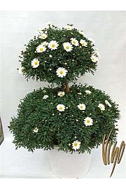 Chrysanthemum frutescens Ø35 bela forma