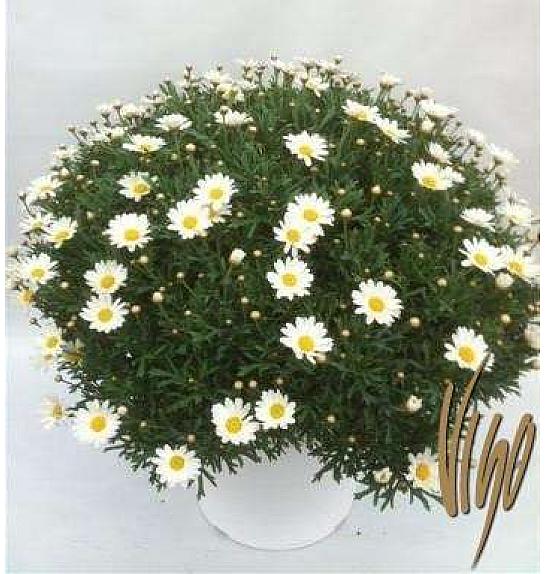 Chrysanthemum frutescens Ø35 bela