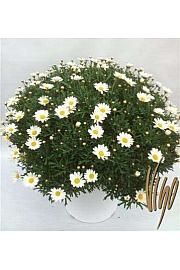 Krizantema frutescens Ø35 bijela