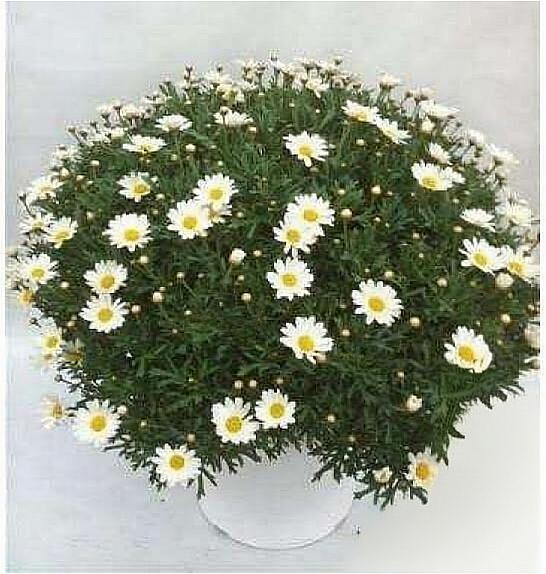 Chrysanthemum frutescens Ø35 bela