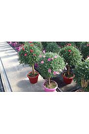 Chrysanthemum frutescens Ø30 mix Na Steblu 40 cm