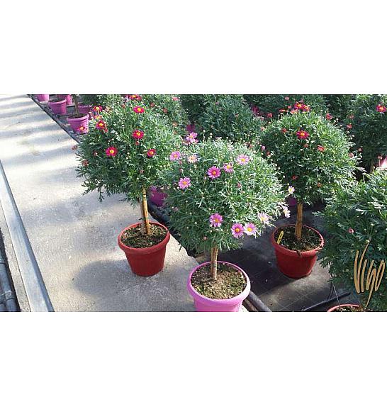Chrysanthemum frutescens Ø30 mix Na Steblu 40 cm