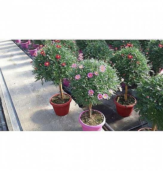 Chrysanthemum frutescens Ø30 mix Na Steblu 40 cm