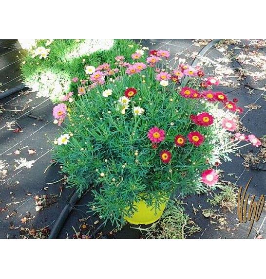 Chrysanthemum frutescens Ø25 trio