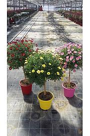 Chrysanthemum frutescens Ø25 mix Na Steblu 30 cm