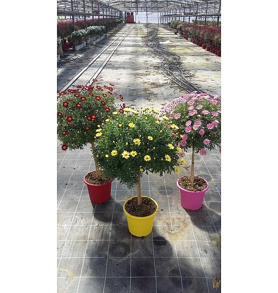Chrysanthemum frutescens Ø25 mix Na Steblu 30 cm