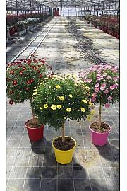 Chrysanthemum frutescens Ø25 mix Na Steblu 30 cm