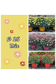 Chrysanthemum frutescens Ø25 mix