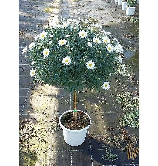 Chrysanthemum frutescens Ø24 bela Na Steblu 30 cm