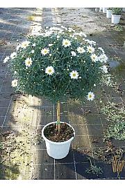 Krizantema frutescens Ø24 bijela na stabljici 30 cm