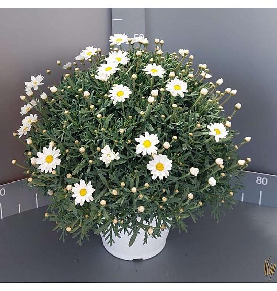 Chrysanthemum frutescens Ø24 bela