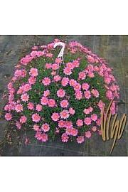 Chrysanthemum frutescens Ø20 mix obešanka