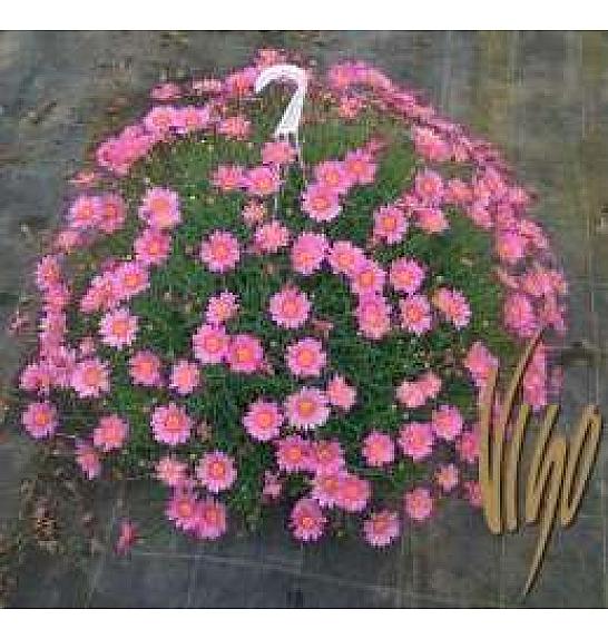 Chrysanthemum frutescens Ø20 mix obešanka