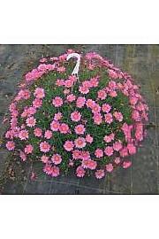 Chrysanthemum frutescens Ø20 mix obešanka