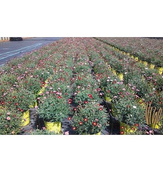 Chrysanthemum frutescens Ø18 trio