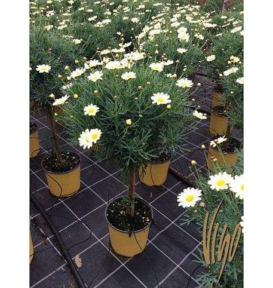 Chrysanthemum frutescens Ø18 rumena Na Steblu 30 cm