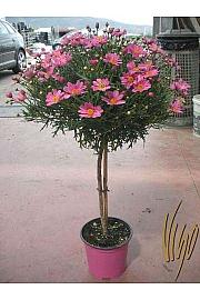 Chrysanthemum frutescens Ø18 roza Na Steblu 30 cm