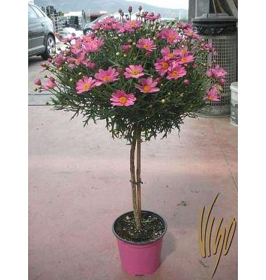 Chrysanthemum frutescens Ø18 roza Na Steblu 30 cm